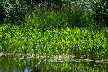 pond plant