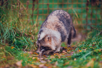 Very beautiful brown and white raccoon dog in the fall for a walk in the reserve