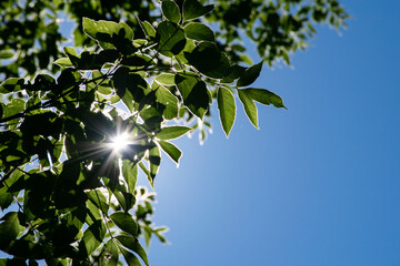 sun peeking though the leaves