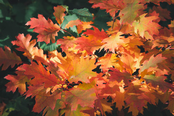 Naklejka na ściany i meble The color of the leaves in the autumn season