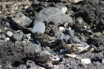 Ruddy turnstone Arenaria interpres resting in Arinaga. Aguimes. Gran Canaria. Canary Islands. Spain.