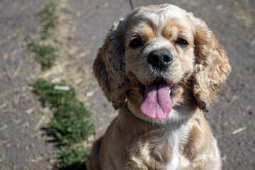english cocker spaniel