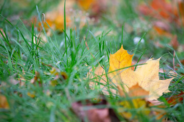 The color of the leaves in the autumn season