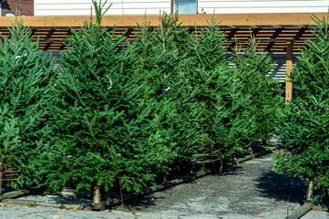 variety of evergreen pine and fur trees on display at a seasonal Christmas tree lot