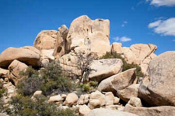 Spring day in Joshua Tree National Park, walking the Hidden Valley Trail. March, 2012.  