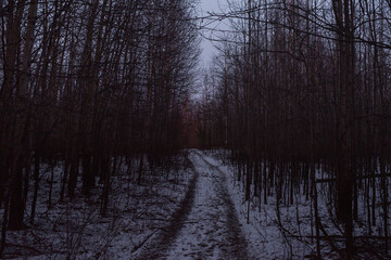 A countryroad running through a dark forest in the late evening.