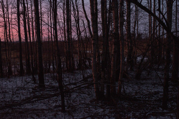 Aspen and willow trees after the sunset by frosty weather