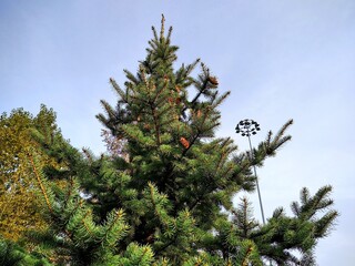 Blue spruce tree with many cones against the background of the Moscow blue sky
