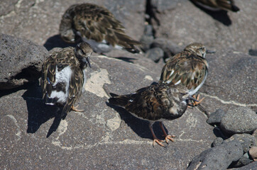 Ruddy turnstones Arenaria interpres in Arinaga. Aguimes. Gran Canaria. Canary Islands. Spain.