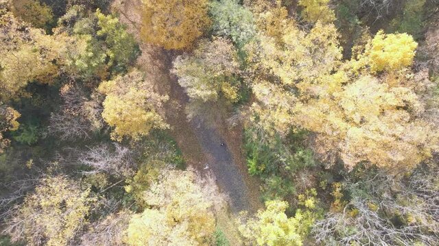 Man lost in dense forest during autumn, using phone for making contact. Rising aerial view.