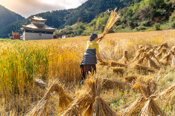 Harvest work on the millet field in the small tibetan village on Tibet