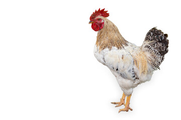 Agricultural Field, Agriculture, Animal, Animal Body Part, Animal Head