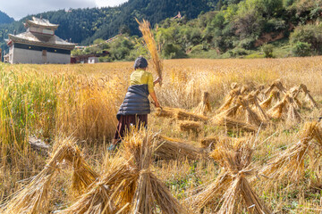Harvest work on the millet field in the small tibetan village on Tibet