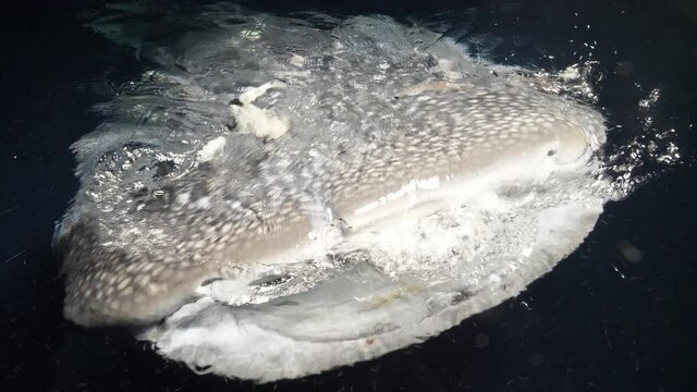 Big whale shark (Rhincodon typus) feeding on plancton behind boat at night and swims in blue water in Maldives,Bohol Sea, Oslob, Cebu, Philippines, Southeast Asia.