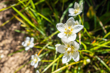 Parnassia palustris flowers in Vanoise national Park, France