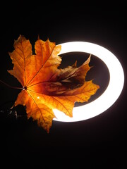 yellow maple leaf on black background