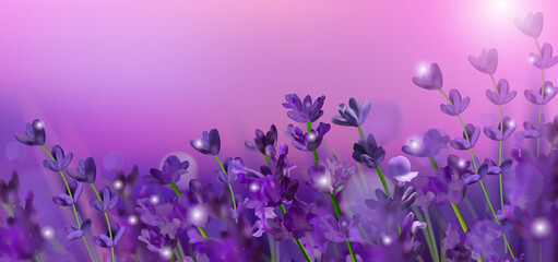 Fototapeta na wymiar Blooming violet lavender field. Flowers lavender glitter over at sunset. Violet fragrant lavender flowers. Illustration with for perfumery, health products, wedding. Provence, France. Vector. 