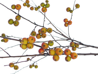 Ripe apples are hanging on a branch.