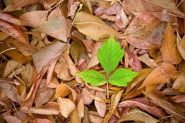 The green leaf lies on the yellow fallen leaves. Creative concept autumn, September, October, unique, extraordinary.
