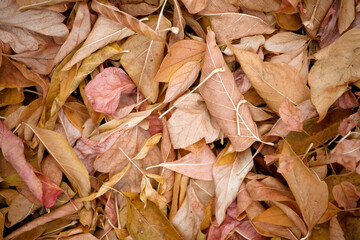 Yellow fallen leaves close-up. Botanical background. Autumn, September, October concept.