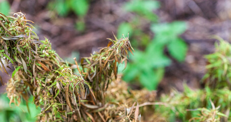 A branch of cannabis with frostbitten leaves in late autumn in cloudy weather. Selective focus,...