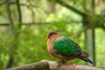 An emerald dove (Chalcophaps indica), also called Asian emerald dove and grey-capped emerald dove in Australia