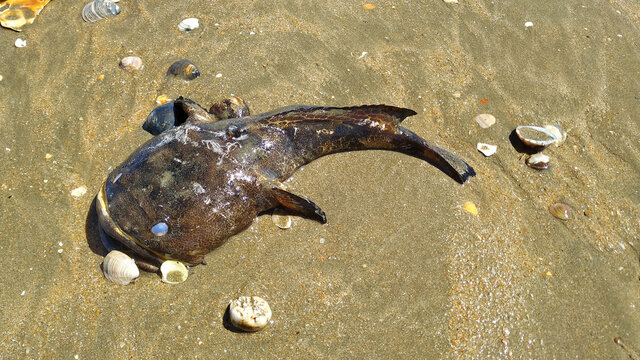 A specimen of the Lusitanian toadfish (Halobatrachus didactylus), a species of toadfish found along the Atlantic and Mediterranean Coasts of western Europe and western Africa.