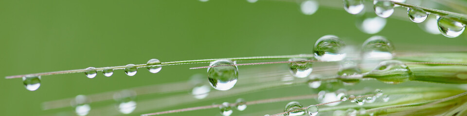 Rain drops on green grass. Fresh morning dew on spring grass. natural background close up macro...
