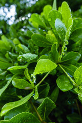 Many small green leaves have water droplets after the rain.