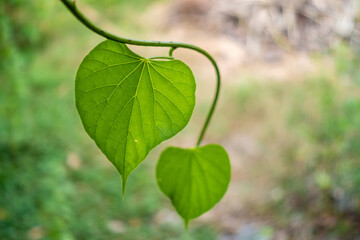 Green leaf in heart shape.
