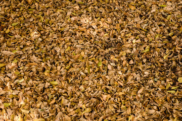 Ground full with dry yellow leaves fallen. dry leaves background.