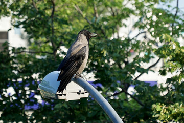 A croaking crow sits on a lamppost.