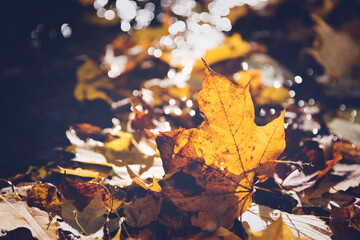 Fototapeta na wymiar Autumn maple leaves sunlight shine water bokeh soft focus.