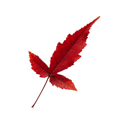 Autumn red leaf beautiful isolated white background.