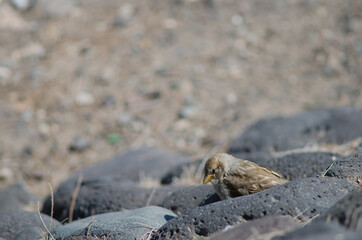 Juvenile Spanish sparrow Passer hispaniolensis in Arinaga. Aguimes. Gran Canaria. Canary Islands. Spain.