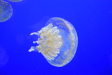 Fototapeta na wymiar Spotted jellyfish in aquarium