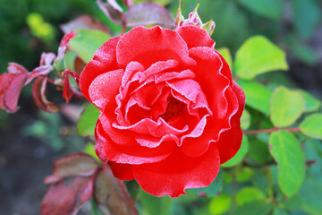 red rose in the morning garden with dew