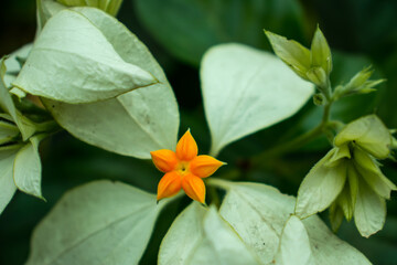 Liliaceae or lilium white leaf and orange flower