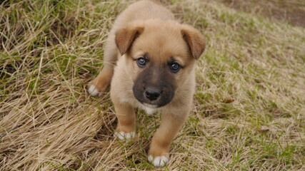 dog on grass