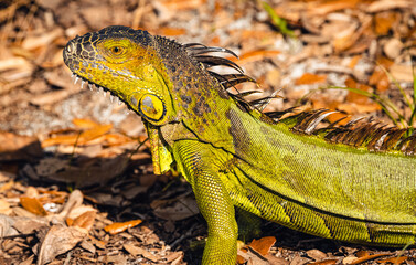 Iguana in nature