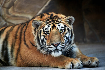 Portrait of a beautiful tiger close-up, wild big cat