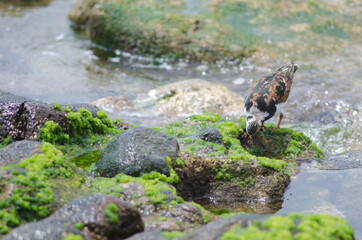 Ruddy turnstone Arenaria interpres searching for food. Arinaga. Aguimes. Gran Canaria. Canary Islands. Spain.