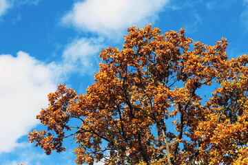 Herbstblätter an Baum vor blauem Himmel 