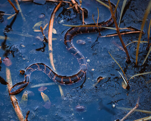 Obraz na płótnie Canvas snake in the water