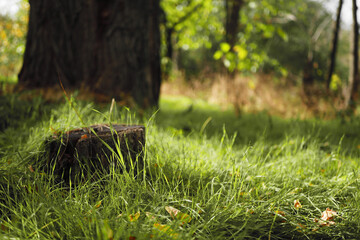 Close up stump in the forest banner. Autumn landscape. Nature background. Relaxing atmosphere.  Sunny weather. Copy space