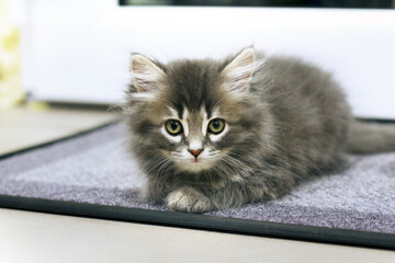 Kleine Katze, grau-weiss getigert, liegend