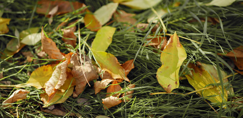Close up fallen leaves on the green grass. Autumn background. Sunny day in the forest