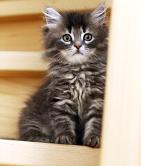 Kleine Katze, grau-weiss getigert, sitzt auf Treppe