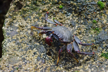 Rock crab Grapsus adscensionis in Arinaga. Aguimes. Gran Canaria. Canary Islands. Spain.