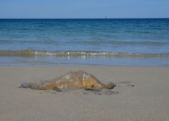 Jellyfish washed up on a beach (Méduse échouée sur une plage). Medusozoa.
